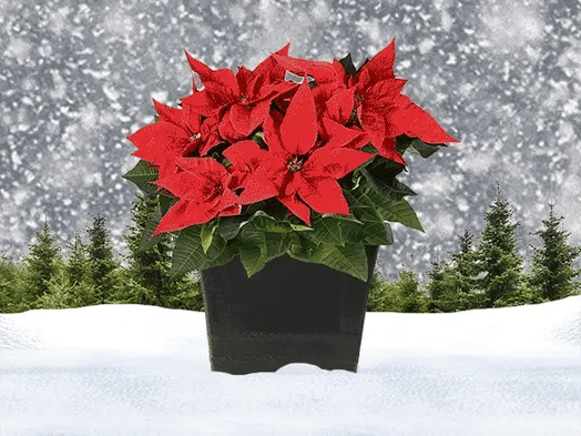 Red poinsettia plant in black pot sitting in snow with evergreen trees and falling snow in background